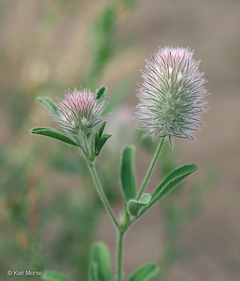 Image of Hare's-foot Clover