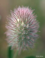 Imagem de Trifolium arvense L.