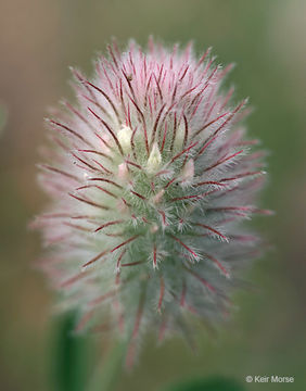 Image of Hare's-foot Clover