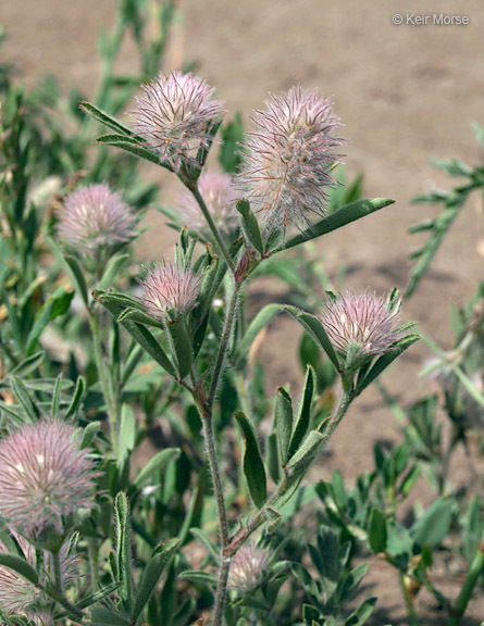 Imagem de Trifolium arvense L.