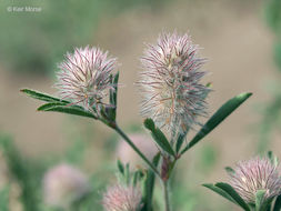 Image of Hare's-foot Clover