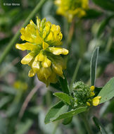 Plancia ëd Trifolium aureum Pollich