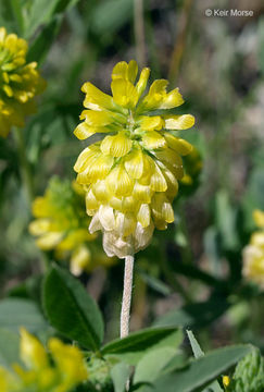 Image of golden clover