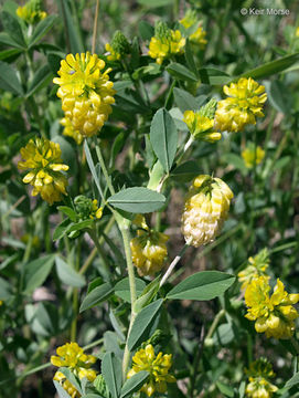 Plancia ëd Trifolium aureum Pollich