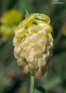 Plancia ëd Trifolium aureum Pollich