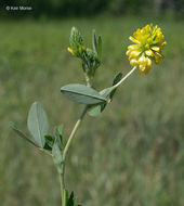 Image of golden clover