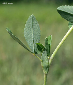 Plancia ëd Trifolium aureum Pollich