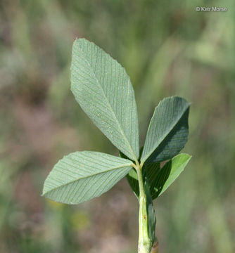 Plancia ëd Trifolium aureum Pollich