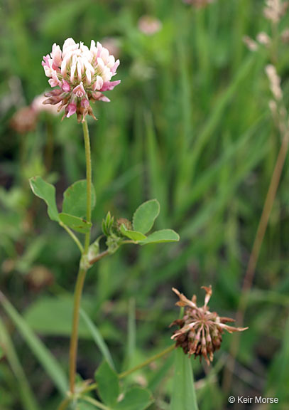 Image of alsike clover