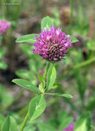 Image of Red Clover