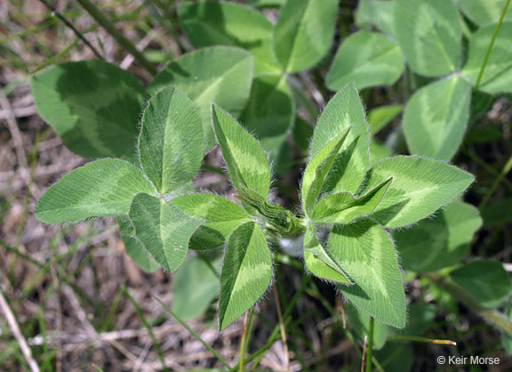 Image of Red Clover