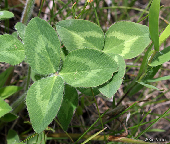 Image of Red Clover