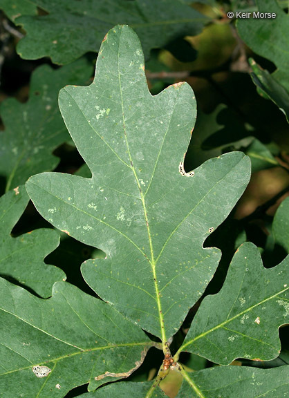 Image de chêne blanc