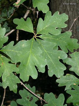 Imagem de Quercus alba L.