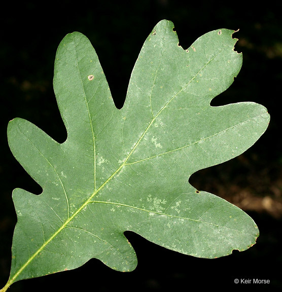 Image de chêne blanc