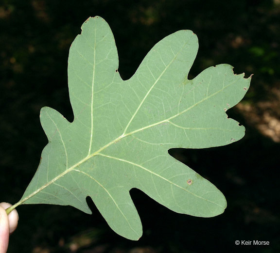 Image of White Oak