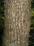 Imagem de Quercus alba L.