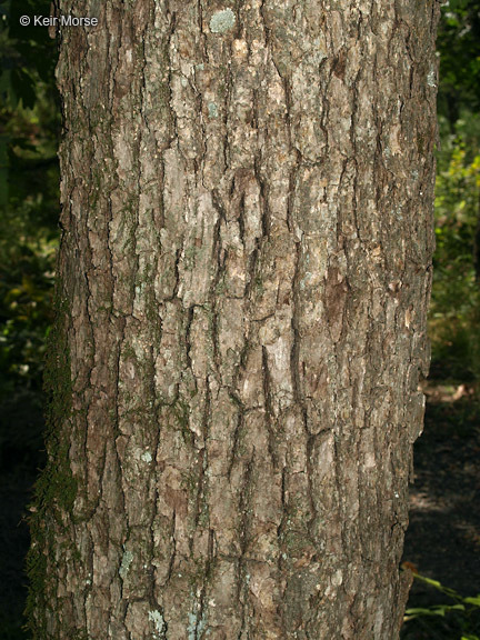 Image de chêne blanc