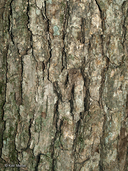 Imagem de Quercus alba L.