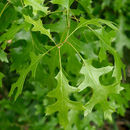 Image of northern pin oak