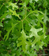 Quercus ellipsoidalis E. J. Hill resmi