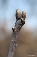 Quercus ellipsoidalis E. J. Hill resmi