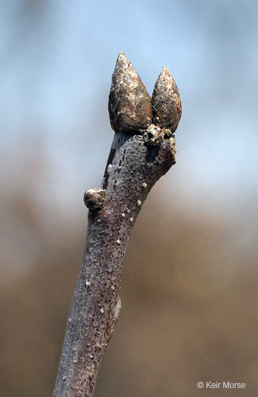 Quercus ellipsoidalis E. J. Hill resmi