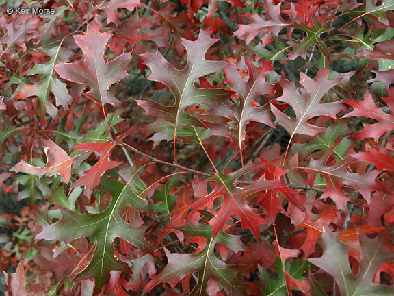 Quercus ellipsoidalis E. J. Hill resmi