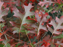 Quercus ellipsoidalis E. J. Hill resmi