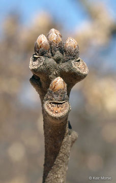 Image of Bur Oak