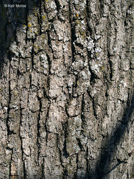 Image of Bur Oak