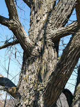 Image of Bur Oak