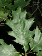 Image of Northern Red Oak