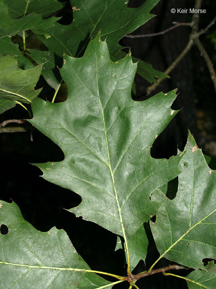 Image of Northern Red Oak