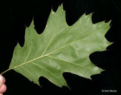 Image of Northern Red Oak