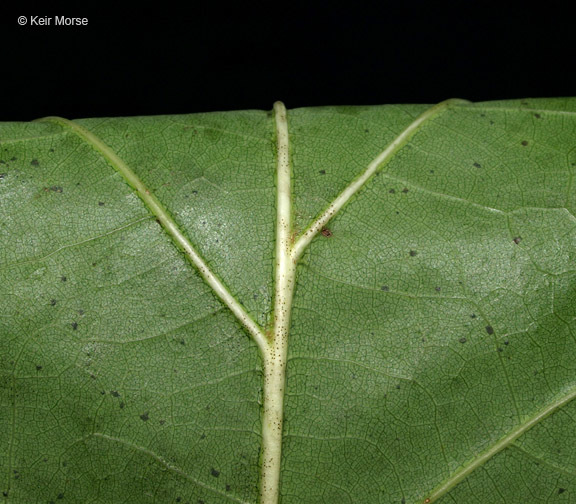 Image of Northern Red Oak