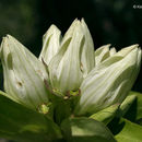 Image of plain gentian