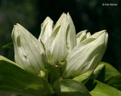 Image of plain gentian