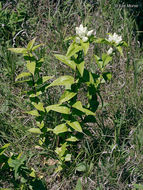 Image of plain gentian