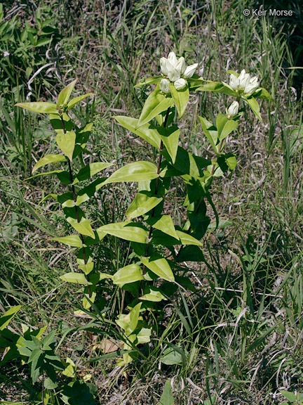 Image of plain gentian