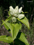 Image of plain gentian