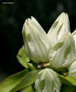 Image of plain gentian