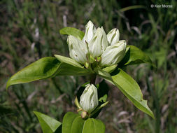 Image of plain gentian