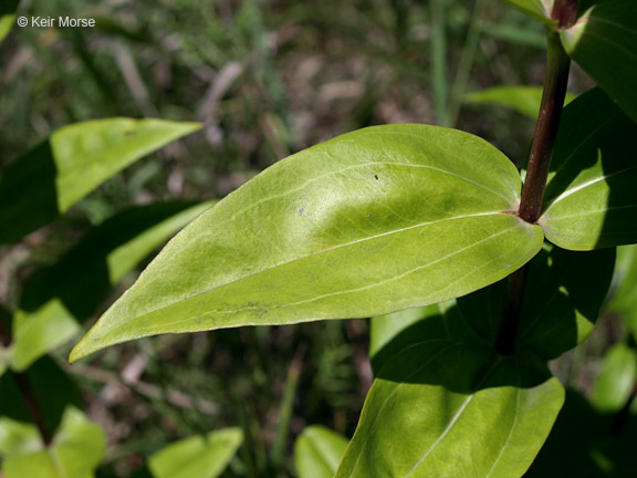 Image of plain gentian