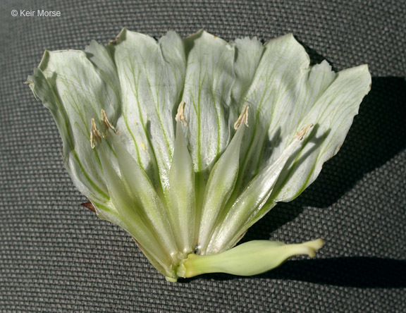 Image of plain gentian