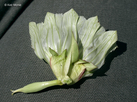 Image of plain gentian