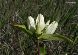 Image of plain gentian