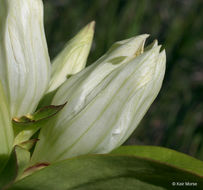 Image of plain gentian