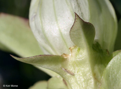 Image of plain gentian