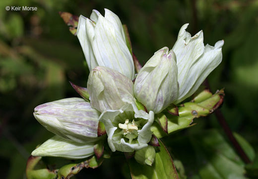 Image of plain gentian